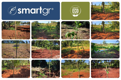 Smart GR planta 220 árvores nativas da Mata Atlântica